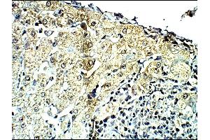 Detecting C4a in Baboon Liver using ABIN2749472 (C4A 抗体  (AA 1220-1270))