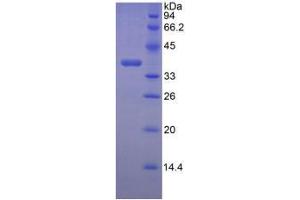 SDS-PAGE analysis of Mouse Lumican Protein. (LUM 蛋白)