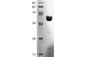 Validation with Western Blot
