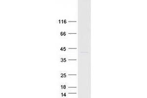 Western Blotting (WB) image for Solute Carrier Family 30 (Zinc Transporter), Member 7 (SLC30A7) (Transcript Variant 1) protein (Myc-DYKDDDDK Tag) (ABIN2735905)