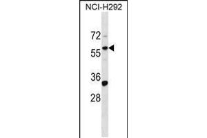 Western blot analysis in NCI-H292 cell line lysates (35ug/lane). (ZNF136 抗体  (N-Term))