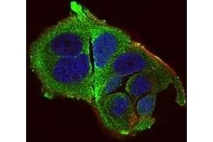 Immunofluorescence analysis of MCF-7 cells using DDIT3 mouse mAb (green). (DDIT3 抗体  (AA 87-192))