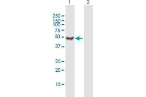 Western Blot analysis of ATXN10 expression in transfected 293T cell line by ATXN10 MaxPab polyclonal antibody. (Ataxin 10 抗体  (AA 1-475))