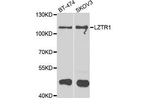 Western blot analysis of extracts of BT474 and SKOV3 cell lines, using LZTR1 antibody. (LZTR1 抗体)