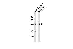 All lanes : Anti-XKRX Antibody (C-term) at 1:1000 dilution Lane 1: human fetal kidney lysate Lane 2: NCI- whole cell lysate Lysates/proteins at 20 μg per lane. (XKRX 抗体  (C-Term))