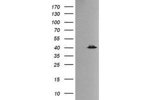 Image no. 2 for anti-Mitogen-Activated Protein Kinase 13 (MAPK13) antibody (ABIN1499952) (MAPK13 抗体)