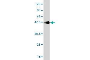 Western Blotting (WB) image for anti-TRAF2 and NCK Interacting Kinase (TNIK) (AA 1-110) antibody (ABIN564992)