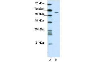 ZNF205 antibody (20R-1197) used at 0. (ZNF205 抗体  (N-Term))