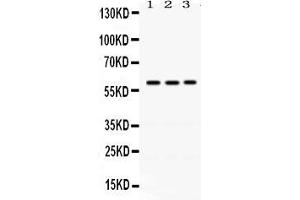Anti- RAG2 Picoband antibody, Western blottingAll lanes: Anti RAG2  at 0.