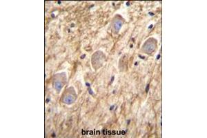 PCDHGA8 Antibody immunohistochemistry analysis in formalin fixed and paraffin embedded human brain tissue followed by peroxidase conjugation of the secondary antibody and DAB staining. (PCDHGA8 抗体  (C-Term))