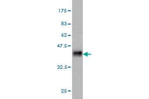Western Blot detection against Immunogen (36. (IQGAP3 抗体  (AA 602-698))
