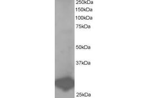 ABIN184725 staining (1µg/ml) of Human Placenta lysate (RIPA buffer, 35µg total protein per lane). (BCAP31 抗体  (C-Term))