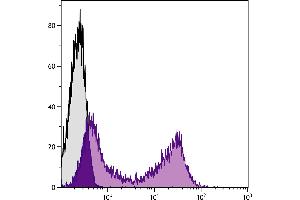 Rabbit peripheral blood lymphocytes were stained with Rat Anti-Rabbit Ig-BIOT. (大鼠 anti-兔 Ig Antibody (SPRD))