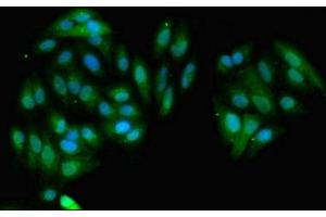 Immunofluorescent analysis of HepG2 cells using ABIN7154182 at dilution of 1:100 and Alexa Fluor 488-congugated AffiniPure Goat Anti-Rabbit IgG(H+L) (GNMT 抗体  (AA 2-295))