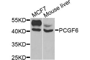 Western blot analysis of extracts of MCF7 and mouse liver cells, using PCGF6 antibody. (PCGF6 抗体)