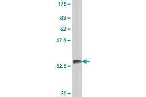 Western Blot detection against Immunogen (37. (DMC1 抗体  (AA 237-339))