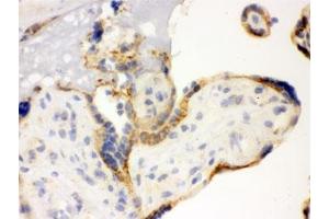 IHC testing of frozen human placenta with TLR7 antibody. (TLR7 抗体)