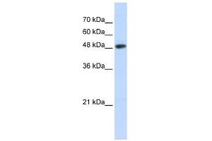 C14ORF130 antibody used at 1 ug/ml to detect target protein. (UBR7 抗体  (N-Term))