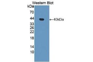 Detection of recombinant APOH using Polyclonal Antibody to Apolipoprotein H (APOH) (APOH 抗体  (AA 21-345))
