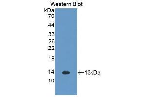 Western Blotting (WB) image for anti-Chemokine (C-X-C Motif) Ligand 1 (Melanoma Growth Stimulating Activity, Alpha) (CXCL1) (AA 25-96) antibody (ABIN3201226) (CXCL1 抗体  (AA 25-96))