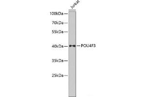 Western blot analysis of extracts of Jurkat cells using POU4F3 Polyclonal Antibody at dilution of 1:1000. (POU4F3 抗体)