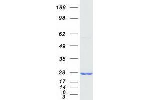 Validation with Western Blot