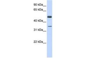 Image no. 1 for anti-Zinc Finger Protein 223 (ZNF223) (C-Term) antibody (ABIN6742612) (ZNF223 抗体  (C-Term))