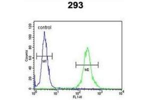 Flow cytometric analysis of 293 cells (right histogram) compared to a negative control cell (left histogram) using MRAP Antibody (N-term), followed by FITC-conjugated goat-anti-rabbit secondary antibodies. (MRAP 抗体  (N-Term))