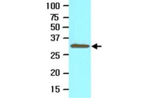 Cell lysate of Jurkat (30 ug) was resolved by SDS-PAGE and probed with TOLLIP monoclonal antibody, clone k1B17  (1:500). (TOLLIP 抗体  (AA 61-274))