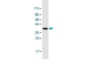Western Blot detection against Immunogen (35.