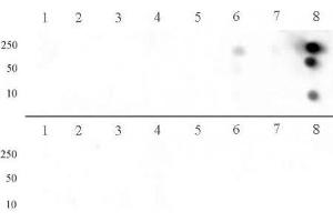 Histone H3 dimethyl Arg8 asymmetric pAb tested by dot blot analysis.