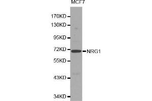 Western blot analysis of MCF7 cell lysate using NRG1 antibody. (Neuregulin 1 抗体  (AA 20-241))