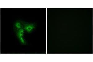 Immunofluorescence analysis of A549 cells, using OR4A4/4A47 Antibody. (OR4A4,4A47 (AA 250-299) 抗体)