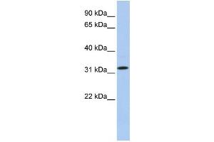 Western Blotting (WB) image for anti-Chromosome 15 Open Reading Frame 26 (C15orf26) antibody (ABIN2459651) (C15orf26/CFAP161 抗体)