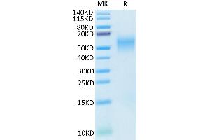 SDS-PAGE (SDS) image for Inducible T-Cell Co-Stimulator Ligand (ICOSLG) (AA 19-256) protein (His tag) (ABIN7273947)