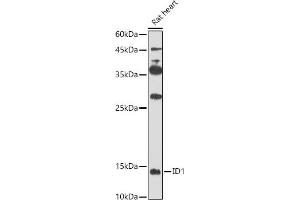 Western blot analysis of extracts of Rat heart, using ID1 antibody (ABIN6130480, ABIN6142136, ABIN6142137 and ABIN6224493) at 1:500 dilution. (ID1 抗体  (AA 1-155))