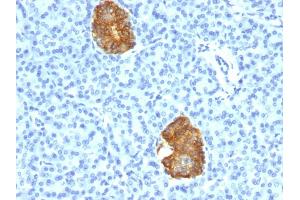 Formalin-fixed, paraffin-embedded human Pancreas stained with Insulin Mouse Monoclonal Antibody (E2-E3+2D11-H5). (Insulin 抗体)