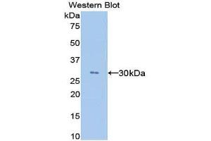 Western Blotting (WB) image for anti-Angiopoietin-Like 4 (ANGPTL4) (AA 182-394) antibody (ABIN1858006) (ANGPTL4 抗体  (AA 182-394))