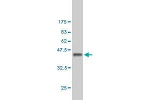Western Blot detection against Immunogen (36. (Exportin 2 抗体  (AA 872-971))