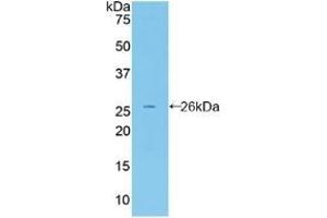 Detection of Recombinant FBLN2, Mouse using Polyclonal Antibody to Fibulin 2 (FBLN2) (FBLN2 抗体  (AA 896-1106))
