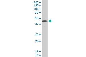 Western Blotting (WB) image for anti-Protein Phosphatase 1, Regulatory Subunit 8 (PPP1R8) (AA 1-209) antibody (ABIN519112)