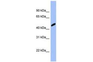Image no. 1 for anti-Retinoblastoma Binding Protein 7 (RBBP7) (AA 323-372) antibody (ABIN6741662) (RBBP7 抗体  (AA 323-372))