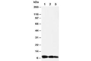Western blot testing of IP10 antibody and Lane 1:  recombinant human protein 10ng (CXCL10 抗体  (AA 79-98))