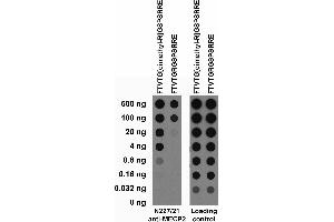 Serial dilutions of BSA-conjugated modified and unmodified peptides dotted onto membrane and probed with N227/21 (left) and loading control (right) TC supe. (MECP2 抗体  (dimethylated))