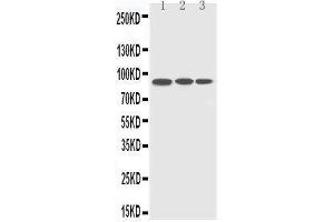 Anti-CDC5L antibody, Western blotting Lane 1: HELA Cell Lysate Lane 2: RAJI Cell Lysate Lane 3: A549 Cell Lysate (CDC5L 抗体  (C-Term))