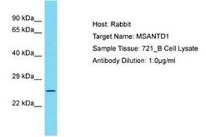 Image no. 1 for anti-Myb/SANT-Like DNA-Binding Domain Containing 1 (MSANTD1) (AA 159-208) antibody (ABIN6750796) (MSANTD1 抗体  (AA 159-208))