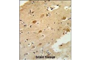 Immunohistochemistry (Paraffin-embedded Sections) (IHC (p)) image for anti-Galactose 3-O-Sulfotransferase 1 (GAL3ST1) (AA 88-116) antibody (ABIN652831)