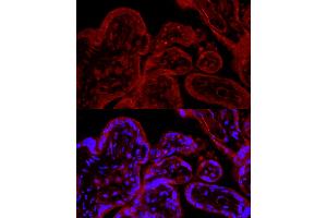 Immunofluorescence analysis of human placenta cells using eNOS Rabbit pAb (ABIN3022121, ABIN3022122, ABIN3022123 and ABIN6218610) at dilution of 1:50 (40x lens). (ENOS 抗体  (AA 1-120))