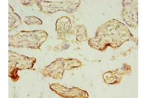 Immunohistochemistry of paraffin-embedded human placenta tissue using ABIN7159252 at dilution of 1:100 (MAGEA1 抗体  (AA 2-225))
