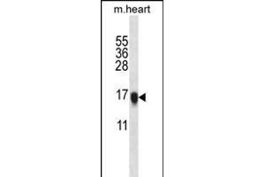 VSNL1 Antibody (Center) (ABIN656135 and ABIN2845474) western blot analysis in mouse heart tissue lysates (35 μg/lane). (VSNL1 抗体  (AA 47-75))